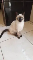 Sininho