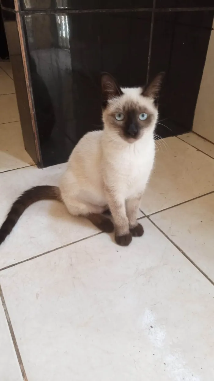 Gato ra a Siamês idade 2 a 6 meses nome Sininho