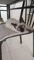 Sininho