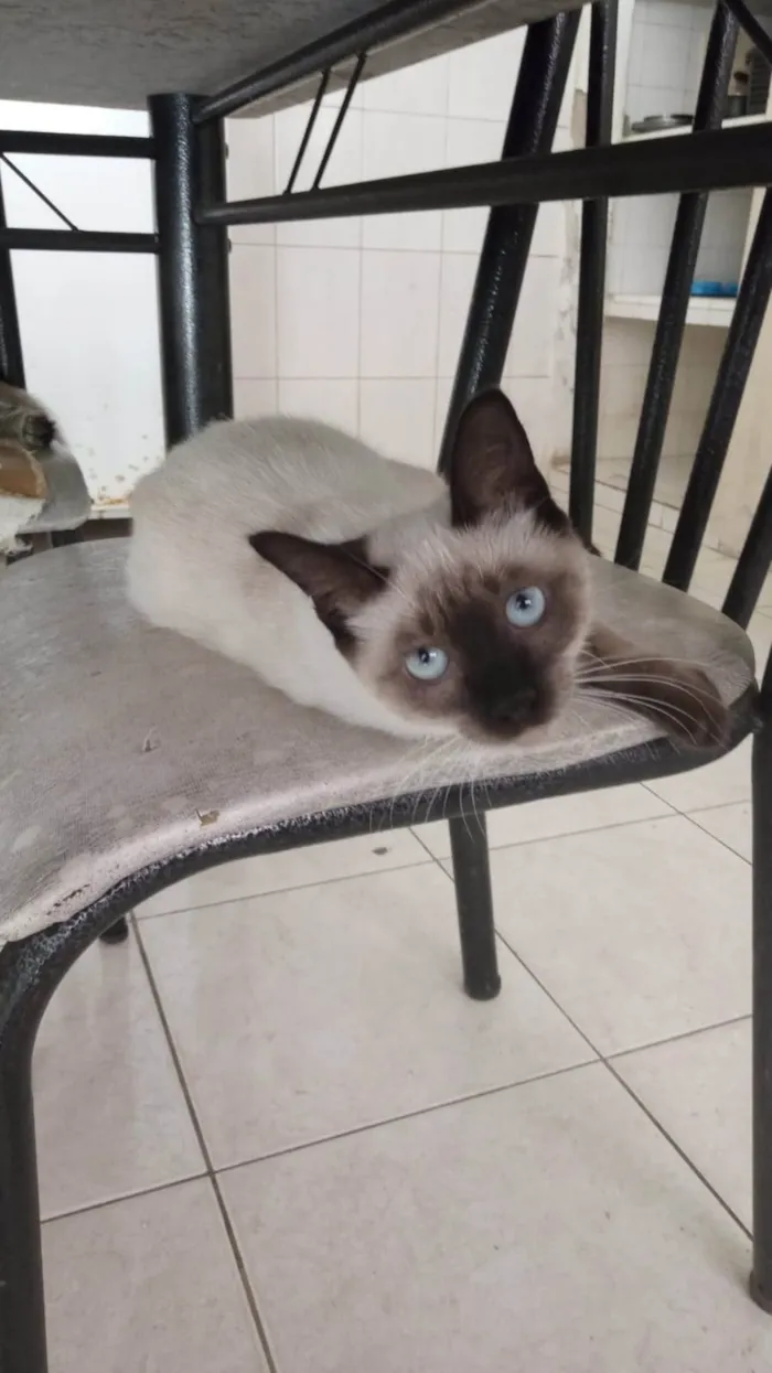 Gato ra a Siamês idade 2 a 6 meses nome Sininho