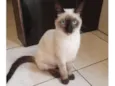 Sininho