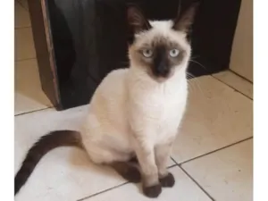Gato raça Siamês idade 2 a 6 meses nome Sininho