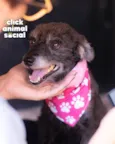 PEQUENA