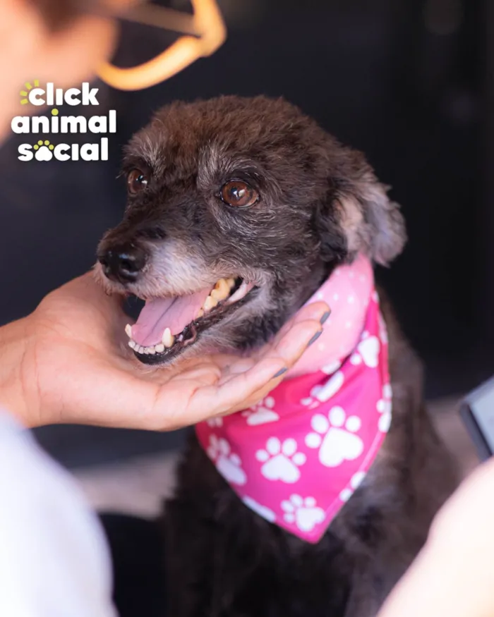 Cachorro ra a SRD-ViraLata idade 5 anos nome PEQUENA