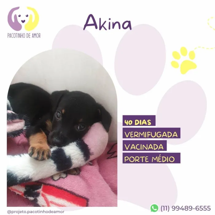 Cachorro ra a SRD-ViraLata idade Abaixo de 2 meses nome Akina