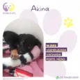 Akina
