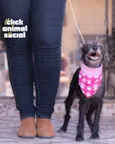 PEQUENA