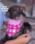 PEQUENA