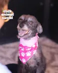 PEQUENA