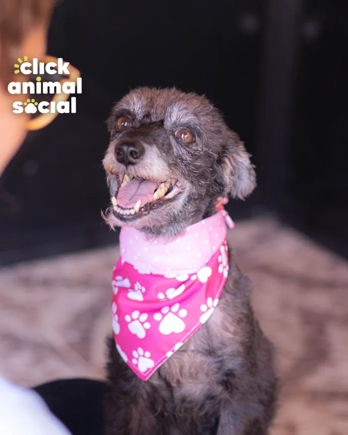 Cachorro ra a SRD-ViraLata idade 5 anos nome PEQUENA