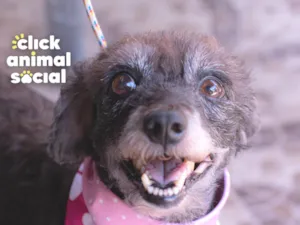 Cachorro raça SRD-ViraLata idade 5 anos nome PEQUENA
