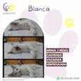 Blanca
