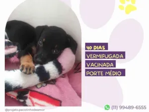 Cachorro raça SRD-ViraLata idade Abaixo de 2 meses nome Akina