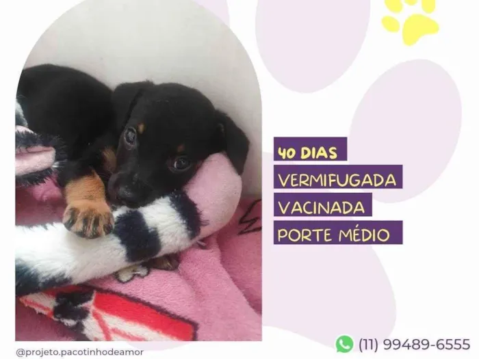 Cachorro ra a SRD-ViraLata idade Abaixo de 2 meses nome Akina