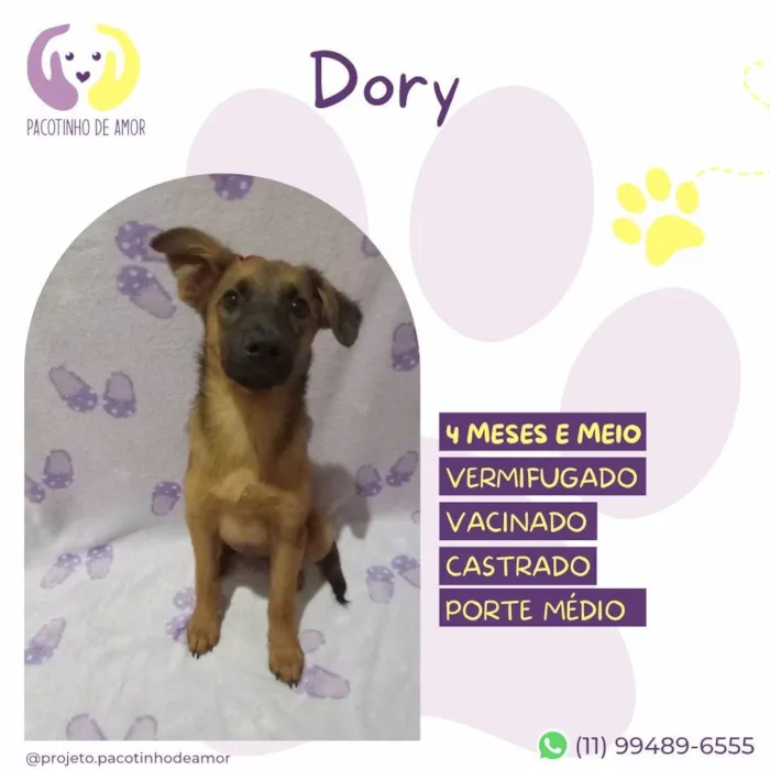 Cachorro ra a SRD-ViraLata idade 2 a 6 meses nome Dory