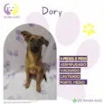 Dory