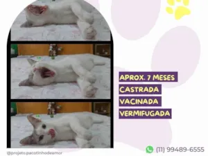 Gato raça SRD-ViraLata idade 7 a 11 meses nome Blanca 