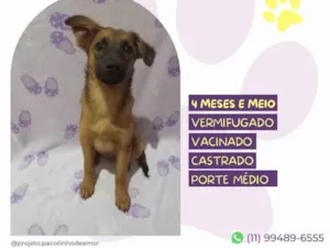 Cachorro raça SRD-ViraLata idade 2 a 6 meses nome Dory