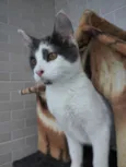 Léo