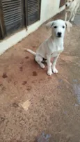 Bebe