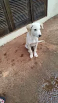 Bebe