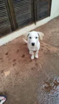 Bebe