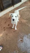 Bebe