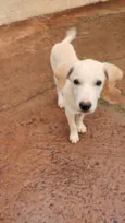 Bebe