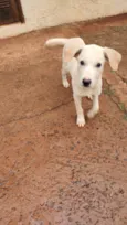 Bebe