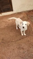 Bebe