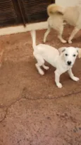 Bebe