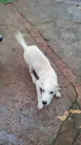 Bebe