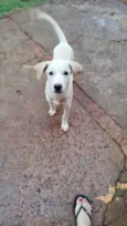 Bebe