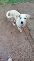 Bebe