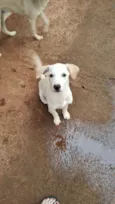 Bebe