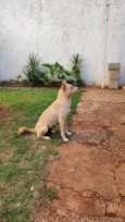 Bebe