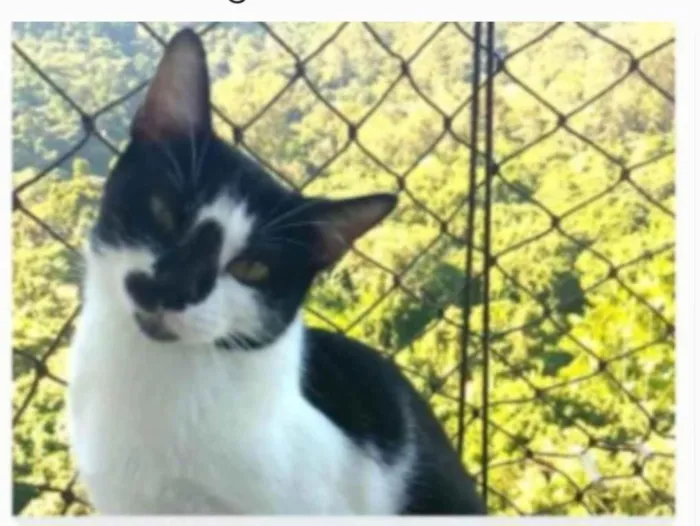 Gato ra a srd frajolinha  idade 1 ano nome CELINNA