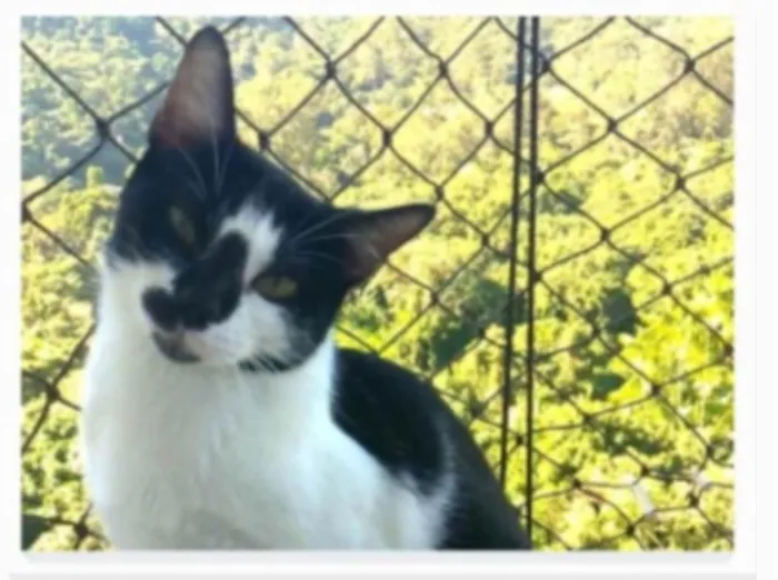 Gato ra a srd frajolinha  idade 1 ano nome CELINNA
