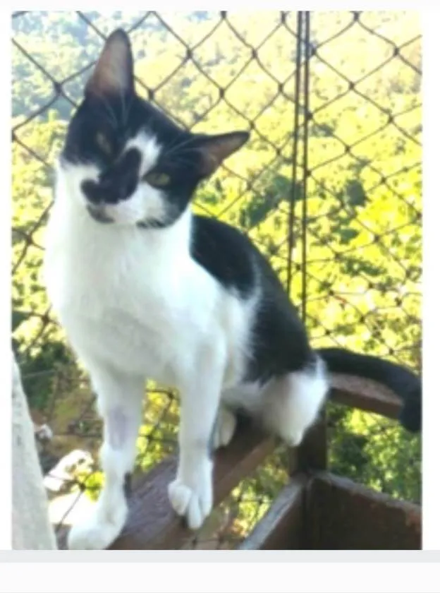 Gato ra a srd frajolinha  idade 1 ano nome CELINNA