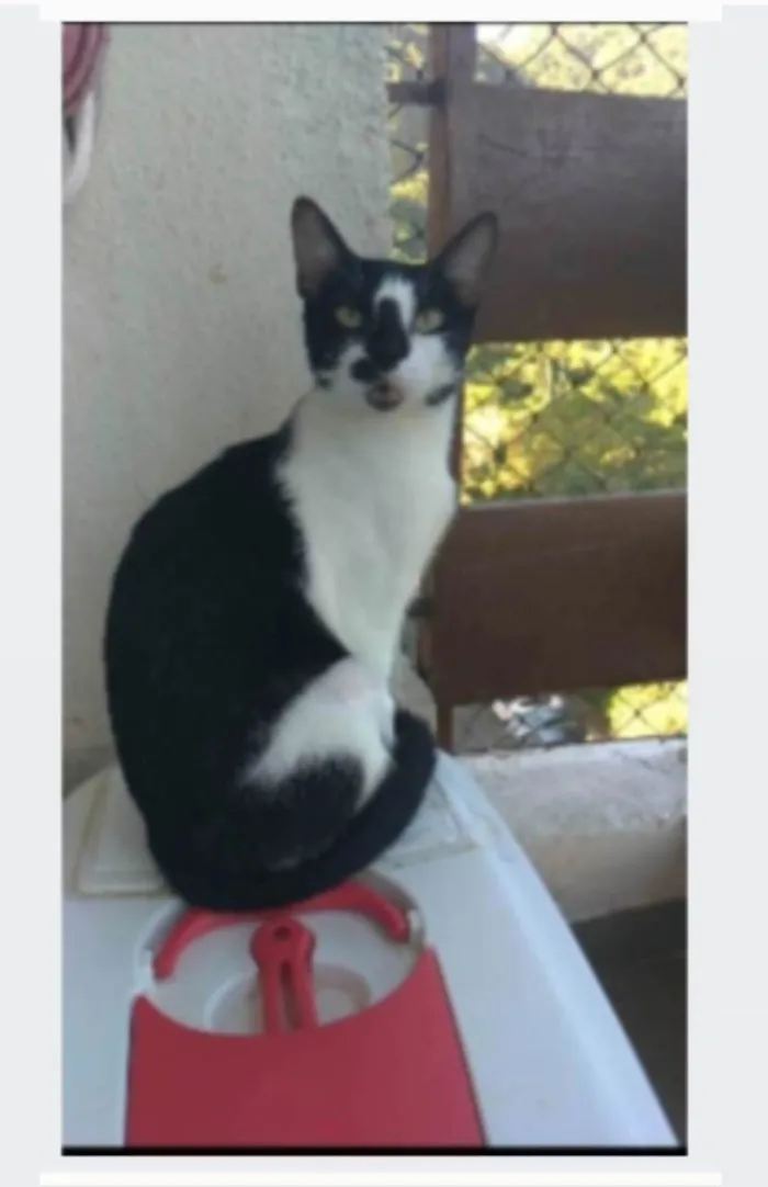 Gato ra a srd frajolinha  idade 1 ano nome CELINNA