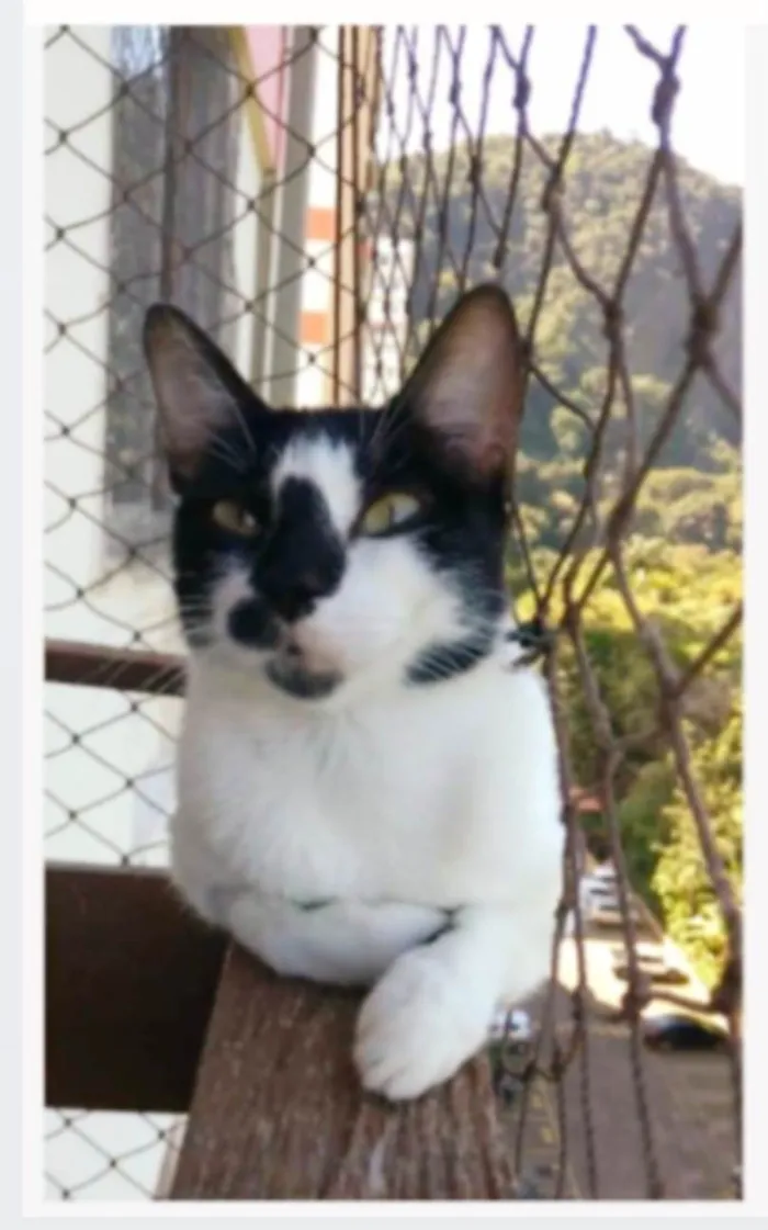 Gato ra a srd frajolinha  idade 1 ano nome CELINNA