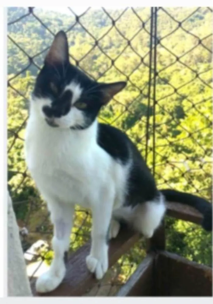 Gato ra a srd frajolinha  idade 1 ano nome CELINNA