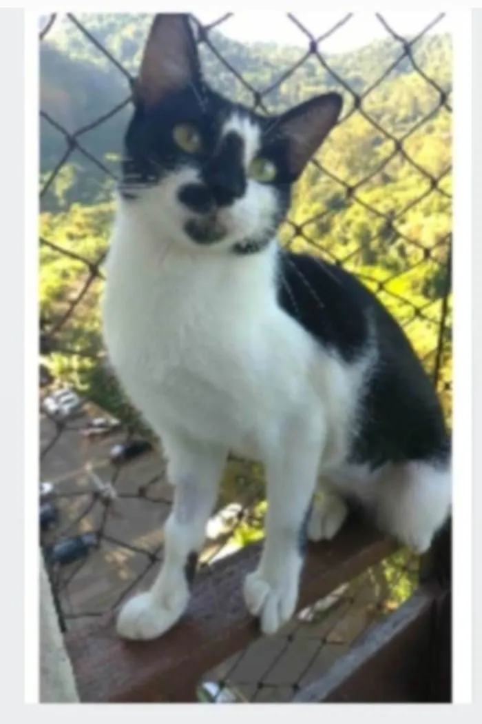 Gato ra a srd frajolinha  idade 1 ano nome CELINNA