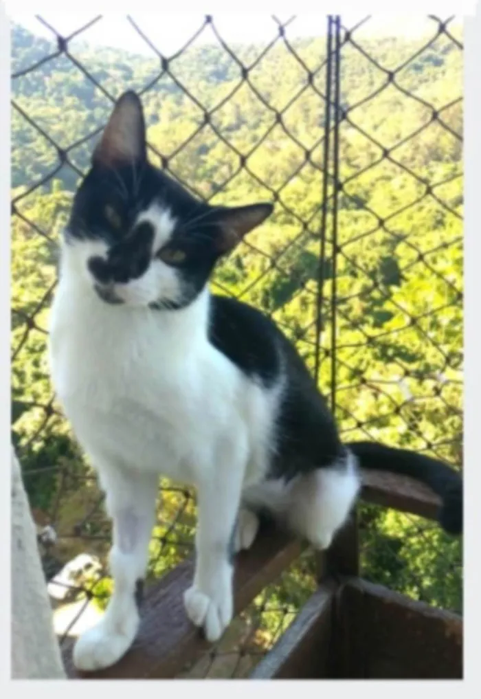 Gato ra a srd frajolinha  idade 1 ano nome CELINNA
