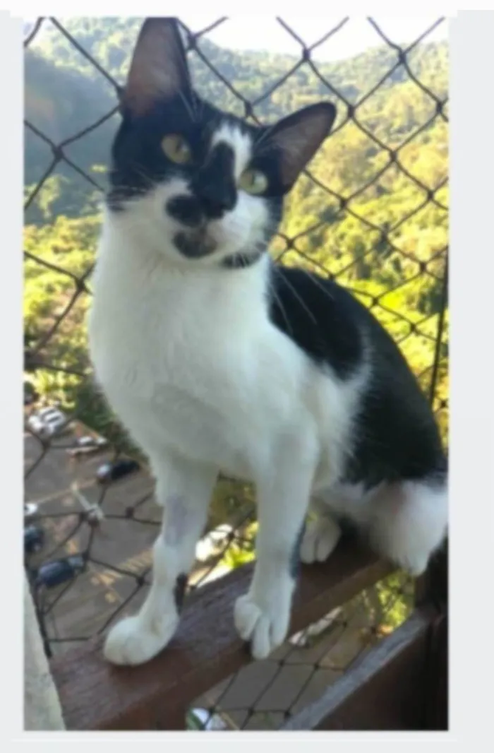 Gato ra a srd frajolinha  idade 1 ano nome CELINNA