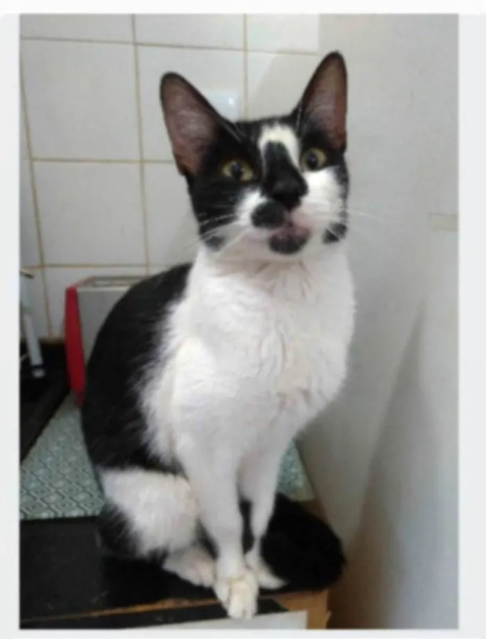 Gato ra a srd frajolinha  idade 1 ano nome CELINNA