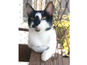 Gato raça srd frajolinha  idade 1 ano nome CELINNA