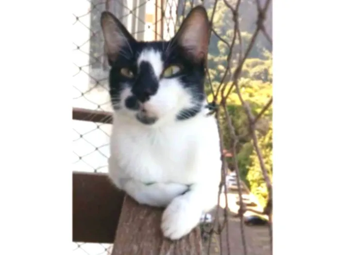 Gato ra a srd frajolinha  idade 1 ano nome CELINNA