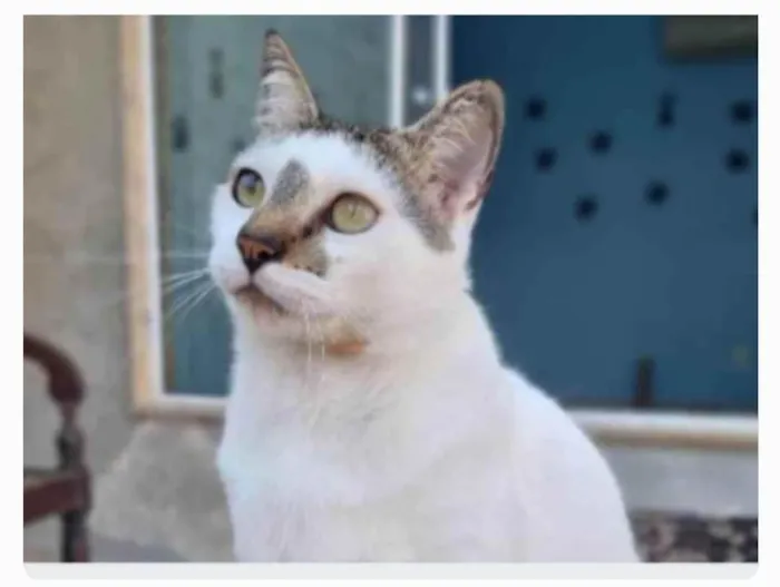 Gato ra a srd idade 2 anos nome ADAM