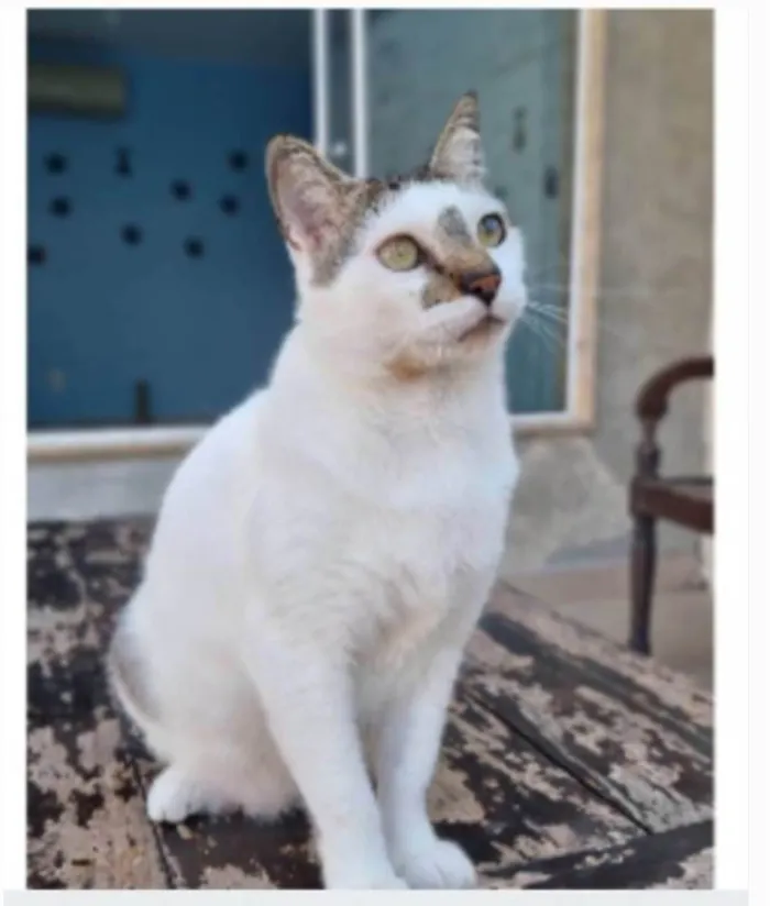 Gato ra a srd idade 2 anos nome ADAM